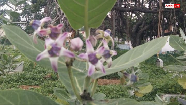 इन दिशाओं से रखें सावधानी: आंकड़े का पौधा घर के ठीक सामने या दक्षिण दिशा में नहीं लगाना चाहिए. वास्तु शास्त्र कहता है कि दक्षिण दिशा यम की दिशा होती है, जहाँ ऐसे पौधे लगाने से धन हानि या कलह की स्थिति बन सकती है.