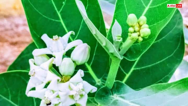 पौधा लगाने के शुभ दिन: वास्तु और ज्योतिष, दोनों मानते हैं कि पूर्णिमा, एकादशी, सोमवार या मंगलवार जैसे शुभ दिनों में पौधा लगाना विशेष फलदायक होता है.