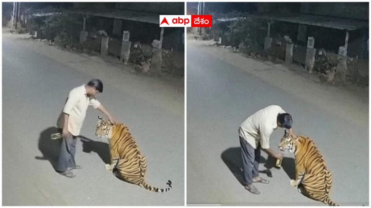 Fact Check :మద్యం మత్తులో పులితో చెలగాటమాడిన వీడియో వైరల్ - నమ్మినోళ్లంతా మోసపోయినట్లే !