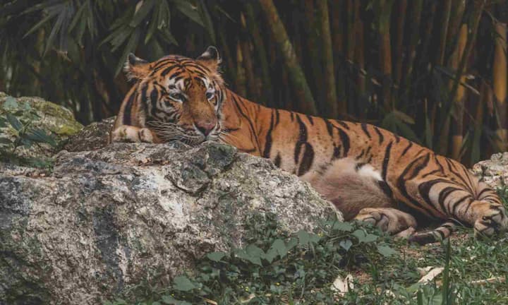 The grasslands and dense forests of Kanha Tiger Reserve look very beautiful in November. After the monsoon ends, the forest remains green and clean, which makes it easy to see wildlife. This place is famous for both tiger and reindeer. In such a situation, you can also go to Kanha Tiger Reserve, Madhya Pradesh in November.