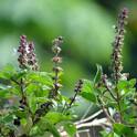 Benefits of Tulsi Leaves :  तुळशीच्या पानाचे 'हे' आहेत आरोग्यदायी फायदे, जाणून घ्या
