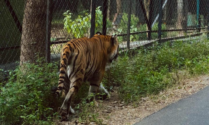 You can also go to Jim Corbett National Park. Jim Corbett, the most popular tiger reserve of North India, is at its best in November. In the beginning of winter, the forests are clear and there are more opportunities to see animals. October to February is considered to be the best time to visit here. In such a situation, you can go here by booking a slot for morning safari.