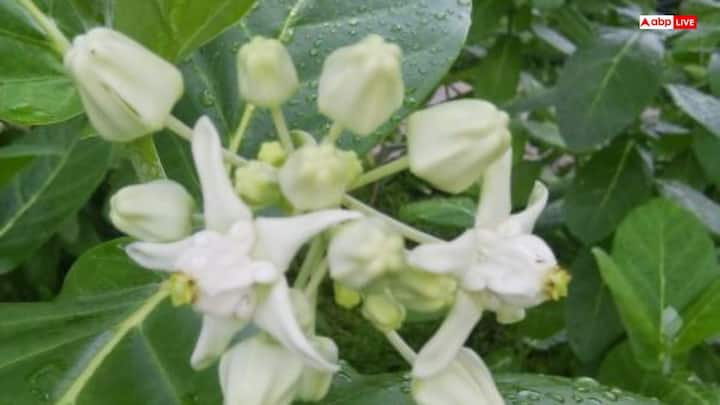 भगवान भोलेनाथ को आंकड़े (मदार) के फूल अत्यंत प्रिय माने गए हैं. श्रावण मास, सोमवार या महाशिवरात्रि के दिन जब इस फूल को शिवलिंग पर अर्पित किया जाता है, तो भोलेनाथ का आशीर्वाद सहज ही प्राप्त होता है. वास्तु शास्त्र में भी आंकड़े के पौधे को शुभता और सकारात्मक ऊर्जा से जुड़ा माना गया है.