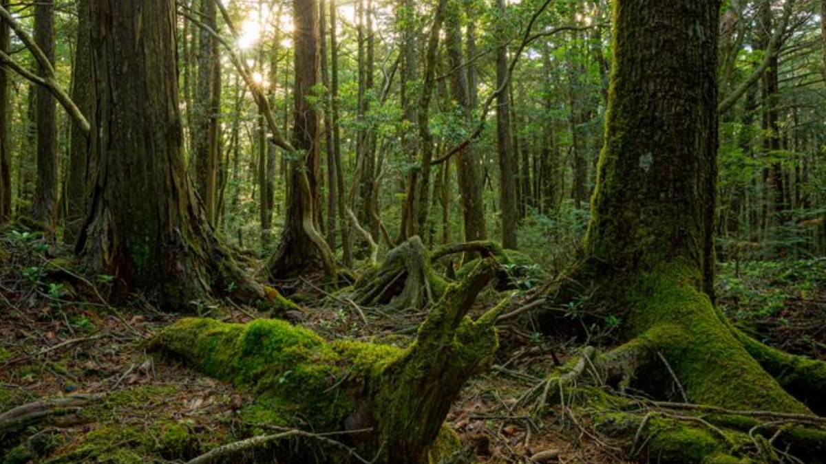 (छवि स्रोत: ट्विटर/@हिस्टोरियम)