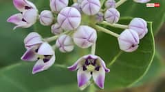 Vastu Shastra: आक का पौधा भक्ति का प्रतीक या अशुभ संकेत, जानिए वास्तु शास्त्र की नजर से इसका असली अर्थ