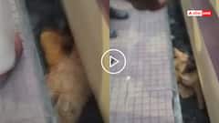 Video: फिसलकर ट्रेन और प्लेटफॉर्म के बीच फंसी महिला, रौंगटे खड़े करने वाला वीडियो वायरल