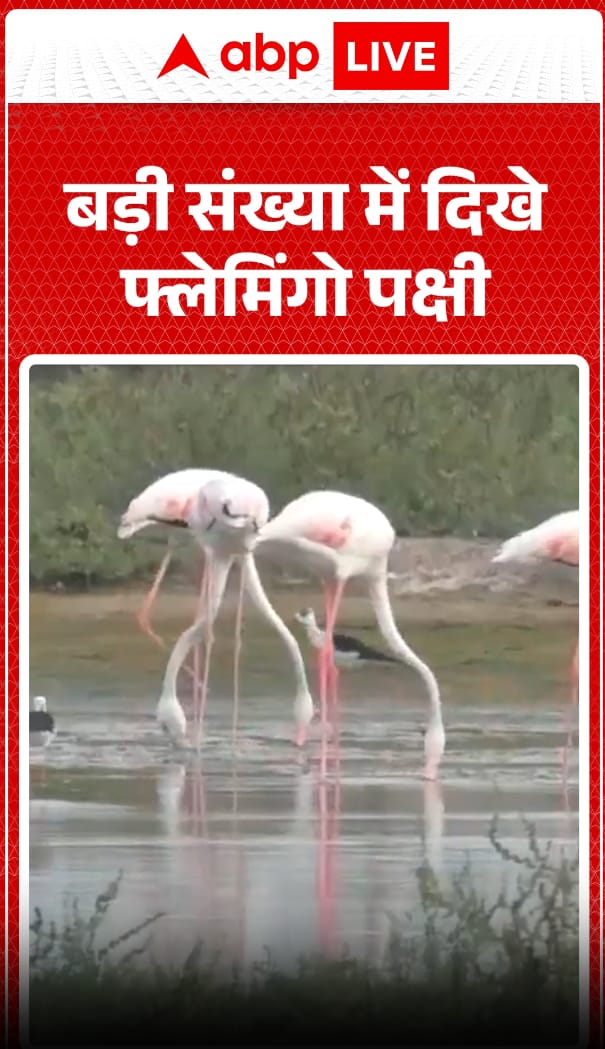 Large Flock Of Flamingos Spotted In Stunning Natural Spectacle Large Flock Of Flamingos Spotted In Stunning Natural Spectacle