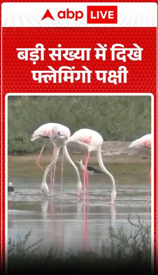 Large Flock Of Flamingos Spotted In Stunning Natural Spectacle