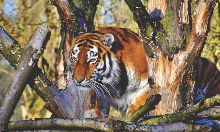Ranthambore Tiger Reserve opens for tourists from the beginning of October and the forests start drying up by November. Due to which the chances of seeing a tiger increases. The weather at this time is also considered cool and comfortable for safari. The time from November to March is considered the best time to visit here. In such a situation, you can visit Ranthambore Tiger Reserve in November.