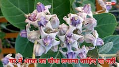 Vastu Shastra: आक का पौधा भक्ति का प्रतीक या अशुभ संकेत, जानिए वास्तु शास्त्र की नजर से इसका असली अर्थ