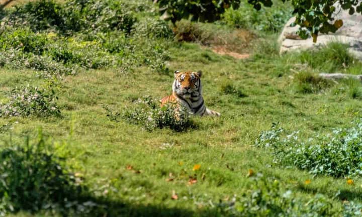 Bandhavgarh Tiger Reserve is a favorite place for safari lovers because of its tiger density. The cool mornings and dry forests here in November are a great time to see tigers. Here you can go for morning safari by booking Tala or Magadhi zone.