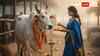 Gopashtami 2025: Know Why Feeding Gomata On This Day Brings Prosperity And Removes Obstacles