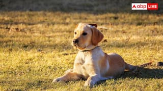 ਕੁੱਤਿਆਂ ਦੇ ਸ਼ੌਕੀਨਾਂ ਲਈ ਮਾੜੀ ਖ਼ਬਰ! ਲੱਗ ਗਈਆਂ ਪਾਬੰਦੀਆਂ, ਨਹੀਂ ਮੰਨੀਆਂ ਆਹ ਗੱਲਾਂ ਤਾਂ...