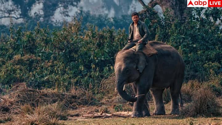 वन्यजीव प्रेमियों के लिए चितवन नेशनल पार्क शानदार विकल्प है. यहां आप एक सींग वाले गैंडे और बंगाल टाइगर जैसे दुर्लभ जीव देख सकते हैं.