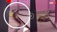 Video: चलती क्लास में घुस गए नाग-नागिन, एक-दूसरे से लिपटे, ग्वालियर के स्कूल का वीडियो वायरल