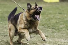 Punjab News: ਪੰਜਾਬ ਵਿੱਚ ਕੁੱਤੇ ਰੱਖਣ ਵਾਲਿਆਂ ਨੂੰ ਝਟਕਾ ! ਖਤਰਨਾਕ ਨਸਲਾਂ 'ਤੇ ਲਾਈ ਪਾਬੰਦੀ, ਜਾਣੋ ਕੀ ਹੈ ਪੂਰਾ ਫੈਸਲਾ