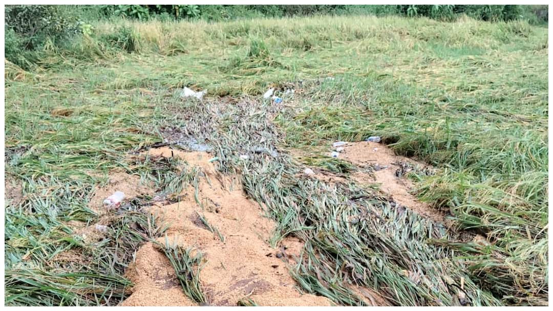 montha cyclone damage relief package tg revanth reddy thummala Nageswara rao Warangal khammam Montha Cyclone Damage: తెలంగాణ రైతులను దెబ్బకొట్టిన ‘మొంథా’ తుపాను - 4.47 లక్షల ఎకరాల్లో పంట నష్టం, పరిహారంపై సాయంత్రానికి ప్రకటన!  