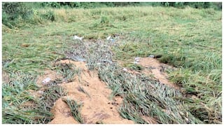 Montha Cyclone Damage: తెలంగాణ రైతులను దెబ్బకొట్టిన ‘మొంథా’ తుపాను - 4.47 లక్షల ఎకరాల్లో పంట నష్టం, పరిహారంపై సాయంత్రానికి ప్రకటన!  