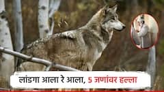 लांडगा आला रे आला... पंचायत समिती आवारात 5 जणांवर जीवघेणा हल्ला, दोघे गंभीर जखमी