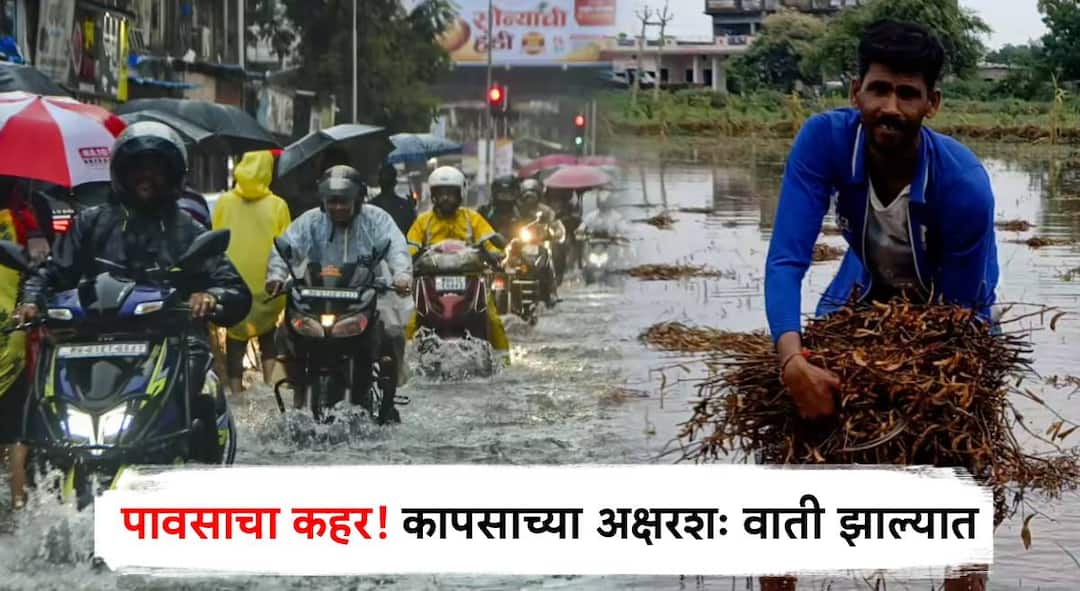 Maharashtra Rain update Heavy rains in Mumbai and suburbs cotton crops in Marathwada destroyed IMD forecast rain news in marathi Maharashtra Rain : मुंबईसह उपनगरात जोरदार पावसाच्या सरी; बळीराजाचा सगळा हंगाम मातीमोल, मराठवाड्यात कापसाच्या अक्षरशः वाती झाल्या; IMDचा अंदाज काय?