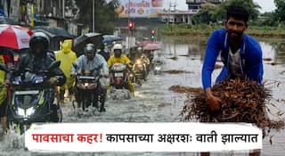 Maharashtra Rain : मुंबईसह उपनगरात जोरदार पावसाच्या सरी; बळीराजाचा सगळा हंगाम मातीमोल, मराठवाड्यात कापसाच्या अक्षरशः वाती झाल्या; IMDचा अंदाज काय?