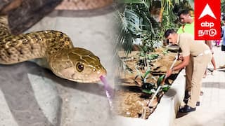 நாக்கை நீட்டிய பாம்புதெறித்து ஓடிய மக்கள் மருத்துவமனையில் பரபரப்பு