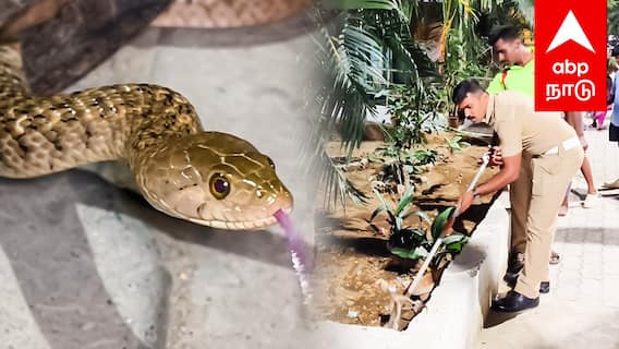 நாக்கை நீட்டிய பாம்புதெறித்து ஓடிய மக்கள் மருத்துவமனையில் பரபரப்பு