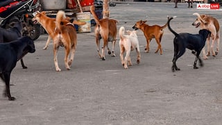 'રસ્તા પર ના દેખાય, શેલ્ટર હૉમમાં રાખો', રખડતા કૂતરાઓને લઈ સુપ્રીમ કોર્ટે આપ્યા ત્રણ મહત્વપૂર્ણ આદેશ