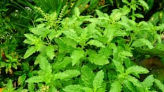 Tulsi Vivah 2025:આ શુભ દિવસે થશે તુલસી વિવાહ, જાણો તારીખ,શુભ મુહૂર્ત અને વિધિ