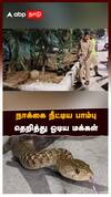 நாக்கை நீட்டிய பாம்புதெறித்து ஓடிய மக்கள் மருத்துவமனையில் பரபரப்பு