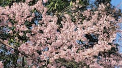 Shillong Cherry Blossom Festival 2025 To Feature Global Artists Including Jason Derulo & Diplo