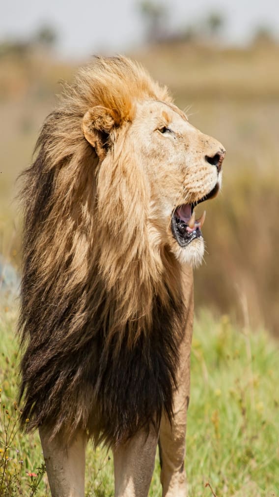 शेर या चीता...किसकी स्पीड होती है तेज