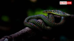 Flying Snakes: कितने जहरीले होते हैं उड़ने वाले सांप, इंसान को काट ले तो कितनी देर में हो जाती है मौत