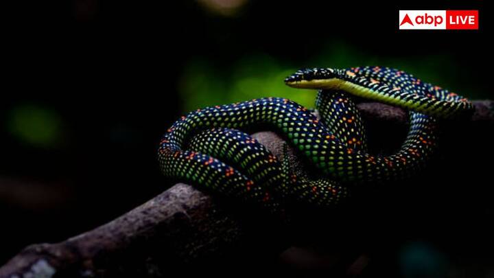 यें अपने जहर का इस्तेमाल छिपकली, मेंढक और पक्षियों को निष्क्रिय करने के लिए करते हैं. इनका जहर छोटे जानवरों के तंत्रिका तंत्र को प्रभावित करता है, लेकिन मनुष्यों पर इसका कोई गंभीर प्रभाव नहीं पड़ता.