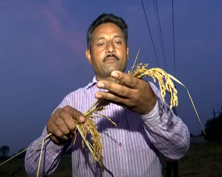 કમોસમી વરસાદના કારણે સાણંદના ખેડૂતો થયા પાયમાલ: કહ્યું- “હાથમાં આવેલો કોળિયો છીનવાઈ ગયો”