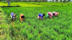 नवंबर के पहले सप्ताह में ही जारी हो सकती है किसान सम्मान निधि की 21वीं किस्त, ऐसे चेक करें अपना स्टेटस