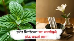 Herbal Cigarette : हर्बल सिगारेट वापरताय? लक्षात ठेवा 'या' गोष्टी!