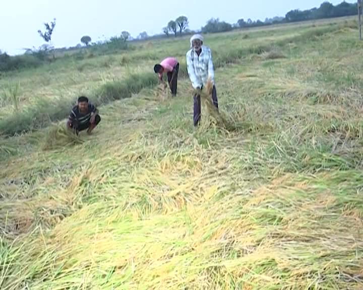 કમોસમી વરસાદના કારણે સાણંદના ખેડૂતો થયા પાયમાલ: કહ્યું- “હાથમાં આવેલો કોળિયો છીનવાઈ ગયો”