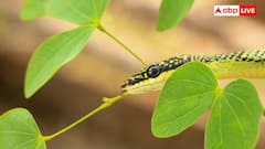 Flying Snakes: कितने जहरीले होते हैं उड़ने वाले सांप, इंसान को काट ले तो कितनी देर में हो जाती है मौत
