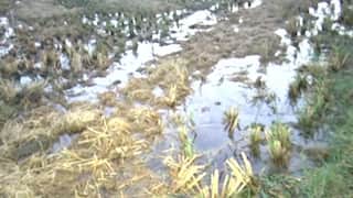 કમોસમી વરસાદના કારણે સાણંદના ખેડૂતો થયા પાયમાલ: કહ્યું- “હાથમાં આવેલો કોળિયો છીનવાઈ ગયો”