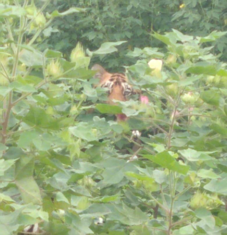 Tigers in Adilabad: మహారాష్ట్ర నుంచి ఆదిలాబాద్ సరిహద్దు అడవుల్లో ఆవాసం కోసం పులుల సంచారం..!