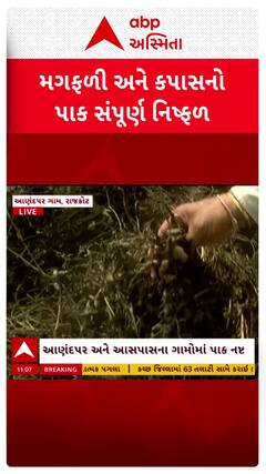 Rajkot Farmer: રાજકોટના આણંદપર ગામમાં કપાસ અને મગફળીના પાકને ભારે નુકસાન