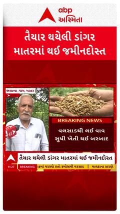 Kheda Farmer: ખેડાના માતરમાં માવઠાનો માર,  ધોધમાર વરસાદથી કાપેલી ડાંગર પલળી ગઈ