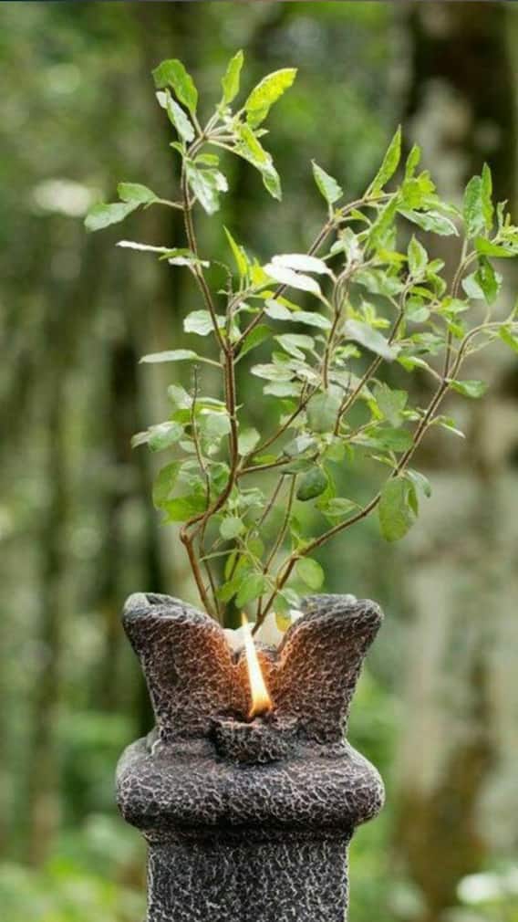 ਤੁਲਸੀ ਦਾ ਕਾੜ੍ਹਾ ਪੀਣ ਦੇ ਹੁੰਦੇ ਕਈ ਫਾਇਦੇ