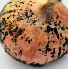 ਕਾਲੇ ਦਾਗ ਵਾਲੇ ਪਿਆਜ਼ ਖਾਣ ਠੀਕ ਹਨ ਜਾਂ ਨਹੀਂ? ਜਾਣੋ ਨੁਕਸਾਨ