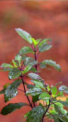 તુલસી વારંવાર સુકાય છે? આ અશુભ સંકેતનો સરળ ઉપાય જાણો