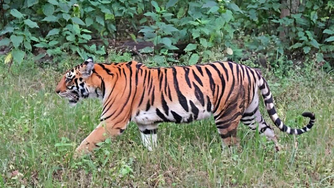 Protecting Big Cats Ensures Human Future: Environment Minister At COP30