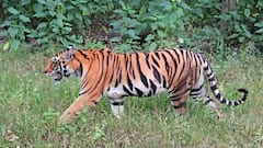 మహారాష్ట్ర నుంచి ఆదిలాబాద్ సరిహద్దు అడవుల్లో ఆవాసం కోసం పులుల సంచారం..!