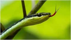 ਭਾਰਤ ਦੇ ਇਸ ਪਿੰਡ 'ਚ ਸੱਪਾਂ ਨਾਲ ਖੇਡਦੇ ਬੱਚੇ, ਹਰ ਘਰ 'ਚ ਦੇਖਣ ਨੂੰ ਮਿਲਣਗੇ ਸੱਪ