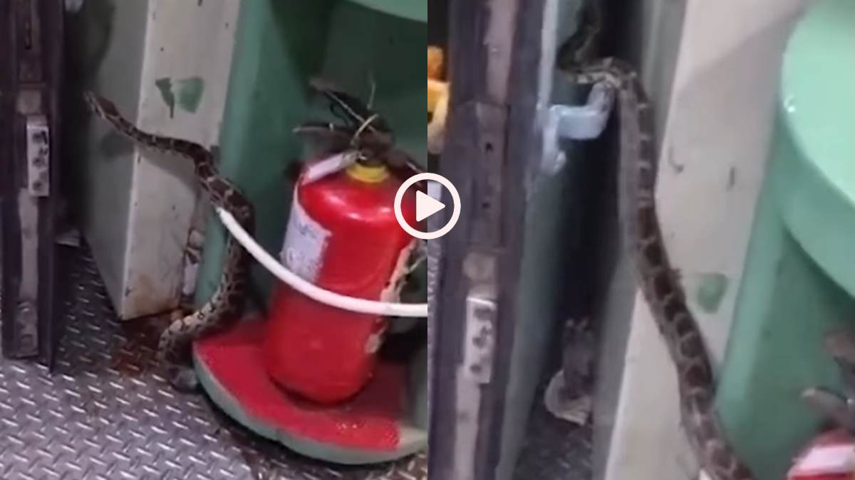 Video: चलती ट्रेन में वॉशबेसिन से निकला 10 फीट लंबा अजगर, देखकर लोगों के छूटे पसीने, वीडियो वायरल
